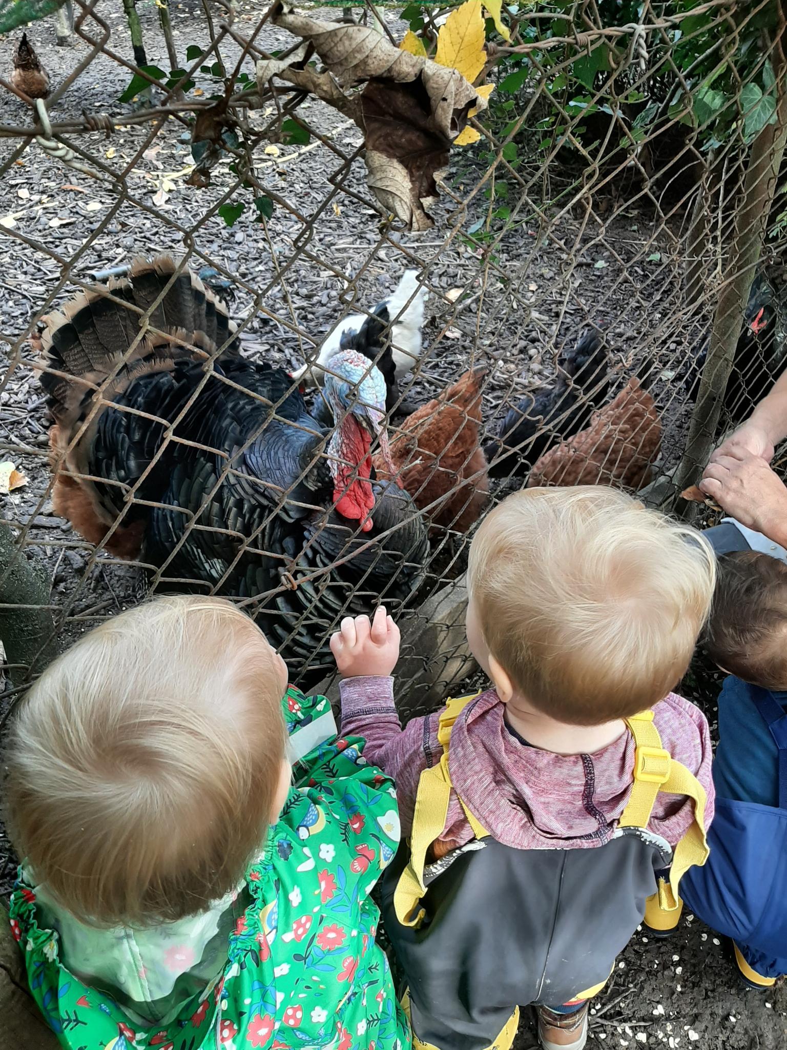 Begegnung mit Flügeltieren